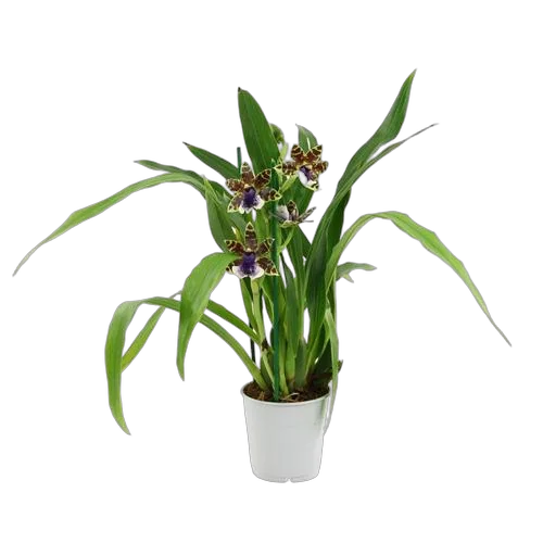 Зигапиталум