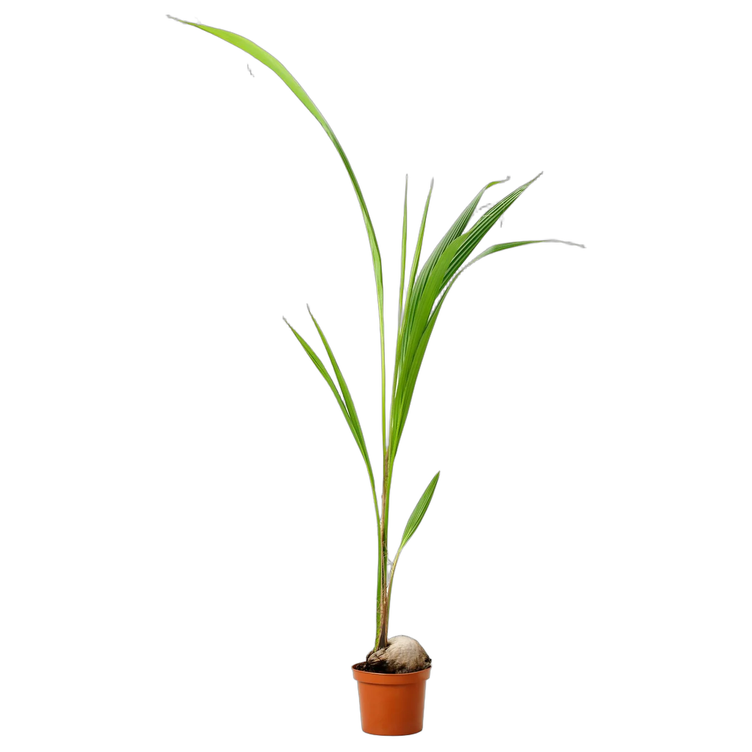 Кокосовая пальма D15 H100