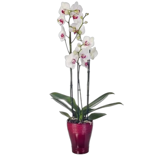 Фаленопсис 3 цветоноса - Phalaenopsis Queen of Hearts D12 H50