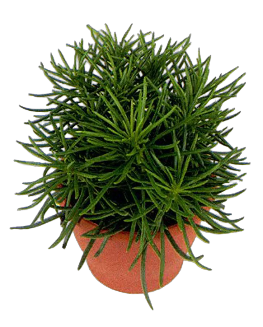 Крестовник (Сенецио) Гималая - Senecio Himalaya D12 H25