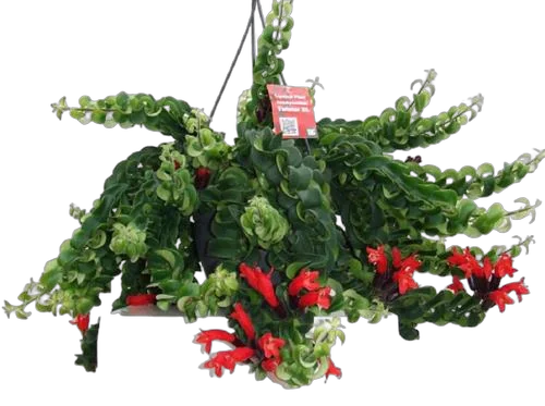 Эсхинантус Твистер - Aeschynanthus  D17 H40