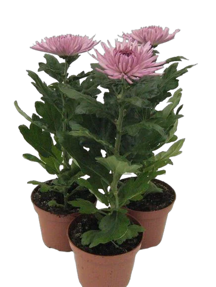Хризантема Анастасия Розовая - Chrysanthemum Anastasia Lilac D12 H27