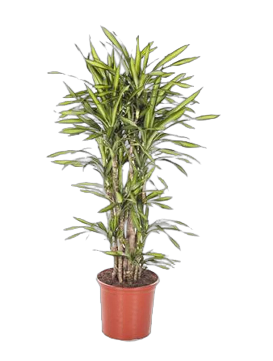 Драцена душистая Рики бранч - Dracaena fragrans Riki Branched D32 H130