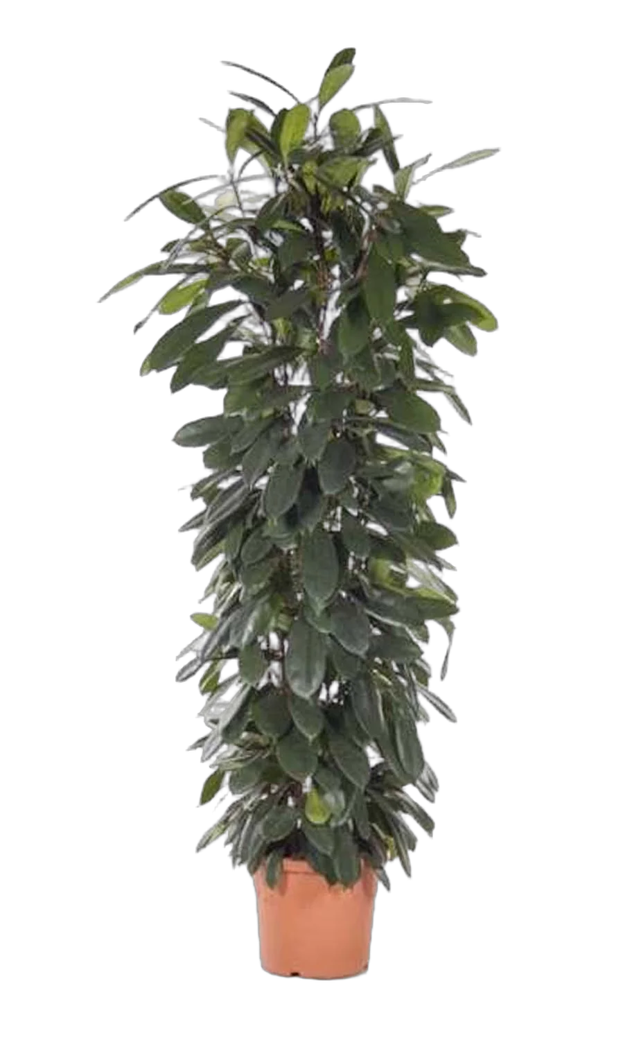 Фикус Циатистипула - Ficus Cyatistipula Zuil D32 H200