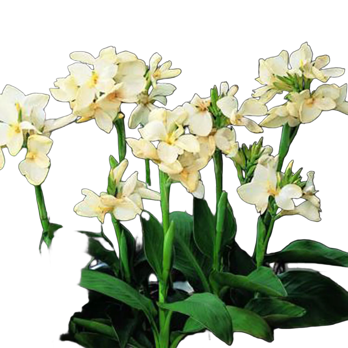 Канна  кремовая- Canna Tropical D15 H55