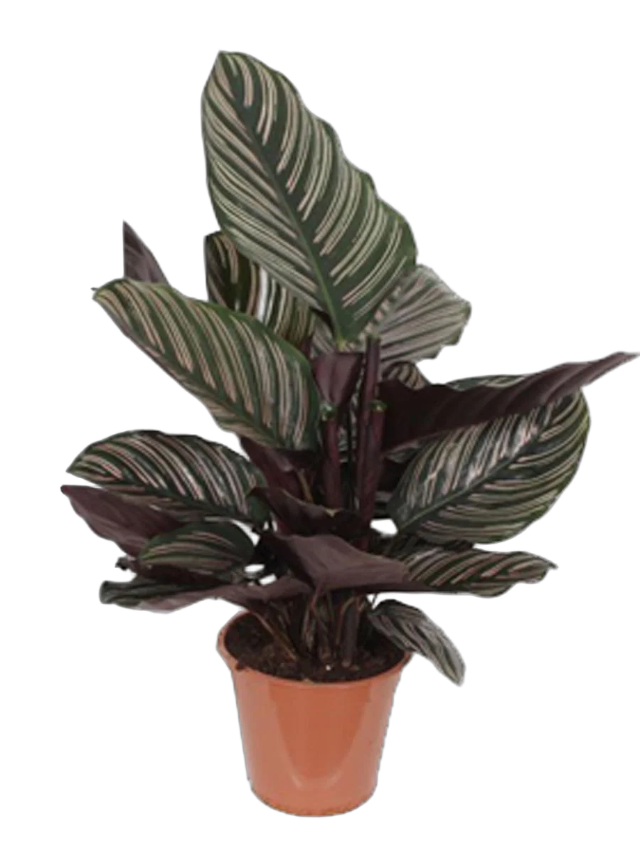 Калатея украшенная - Calathea ornata D14 H50