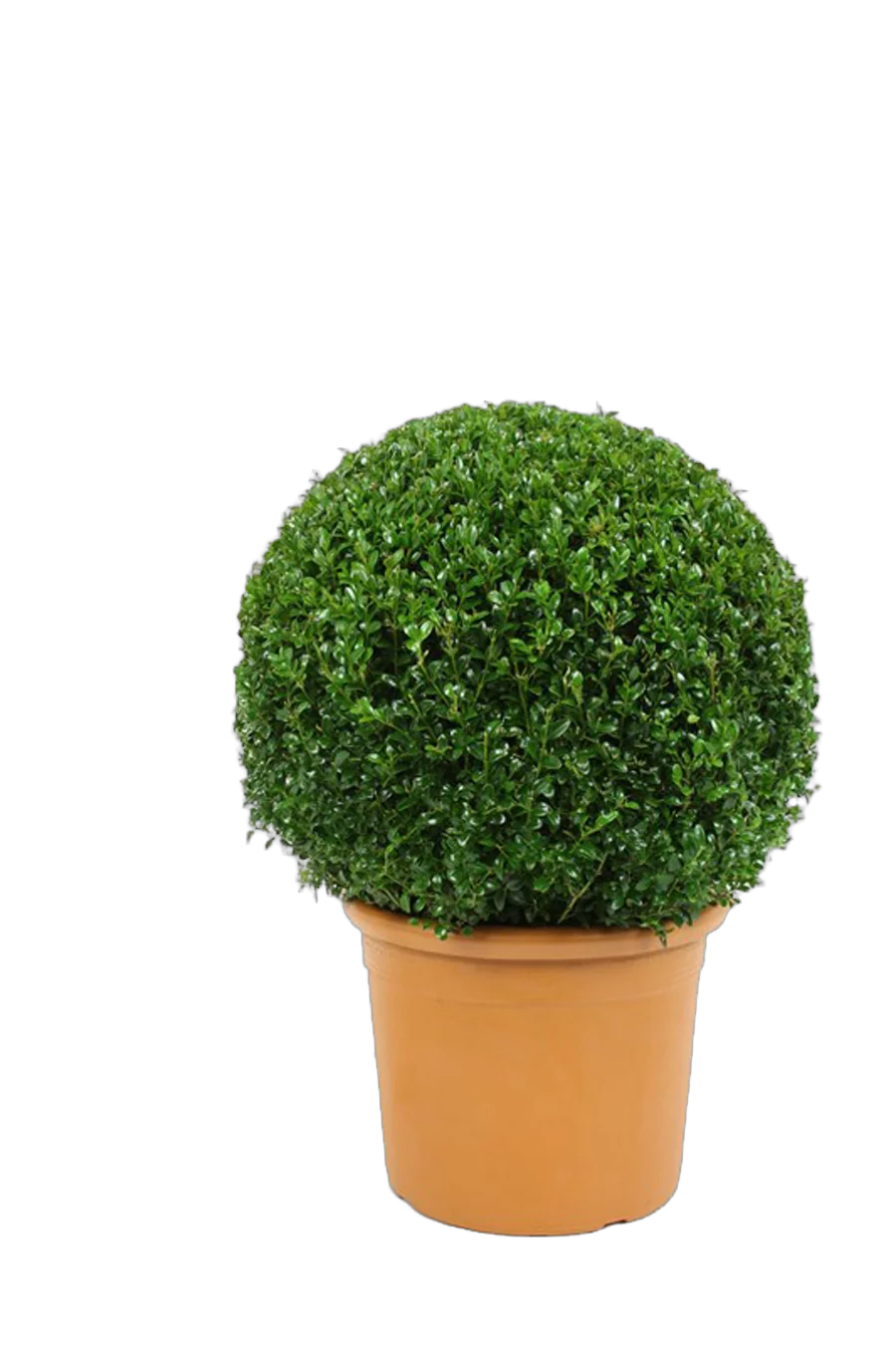 Самшит вечнозеленый (Буксус) - Buxus D30 H60