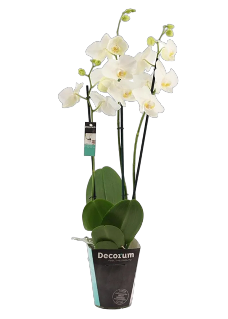 Фаленопсис 3 цветоноса - Phalaenopsis Cool Breeze D12 H60