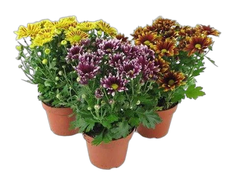 Хризантема пурпурная - hrysanthemum Indicum Grp Bellisima gemengd D9 H20