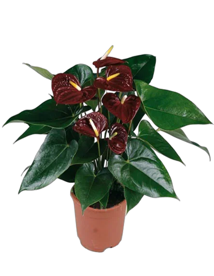 Антуриум Андреанум Бьюти Шоколад - Anthurium  Chocolate Beauty коричневый D17 H70
