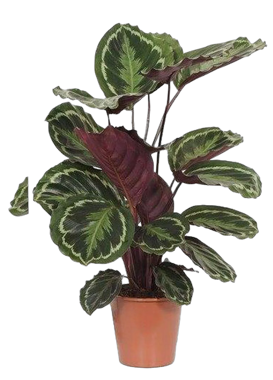 Калатея Медальон - Calathea roseopicta D20 H80