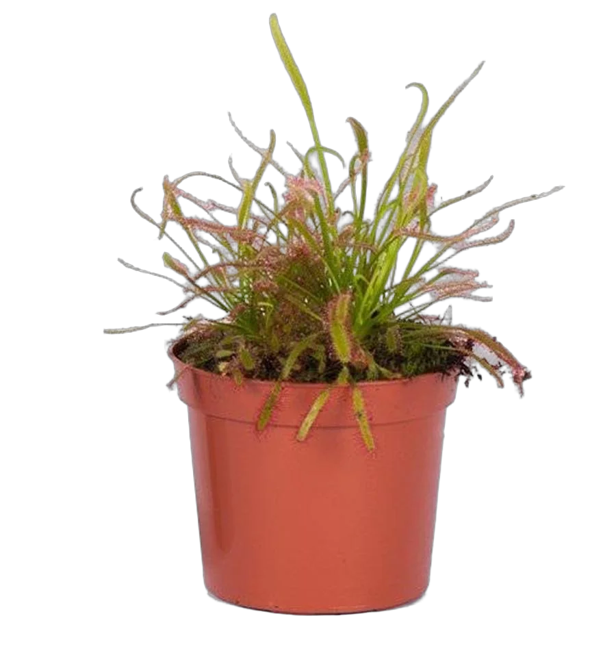 Росянка капская — Drosera Capensis  D9 H15