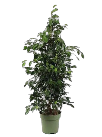 Фикус Бенджамина Даниэль - Ficus Benjamina Danielle D27 H145