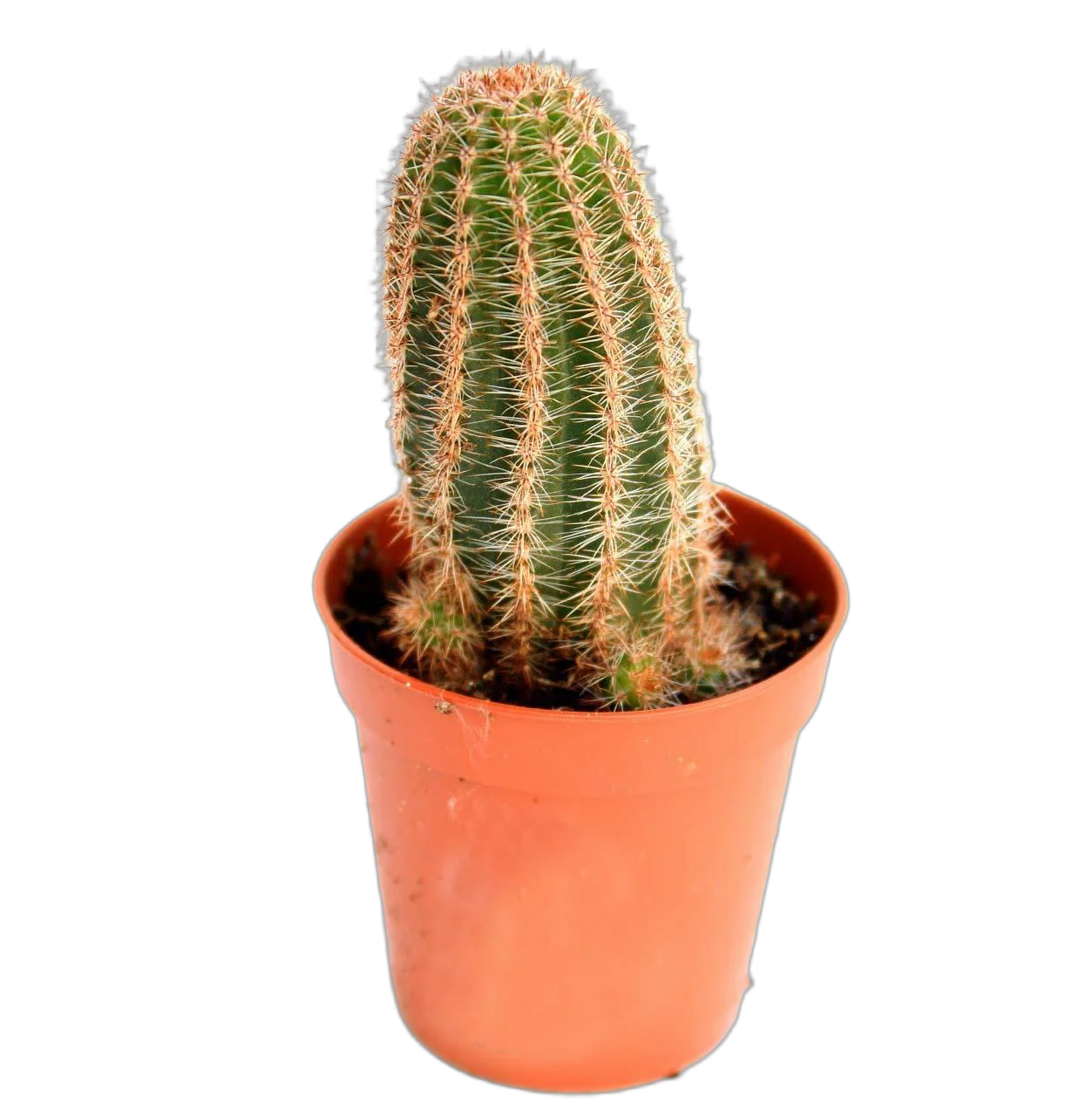 Эхиноцереус Рейхенбаха - Echinocereus reichenbachii D12 H20