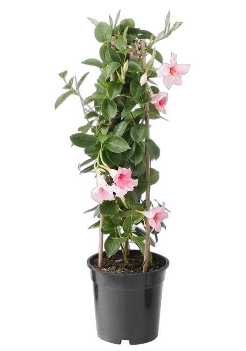 Мандевилла или Дипладения розовая - Mandevilla D19 H70