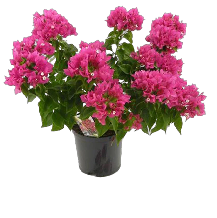 Бугенвиллея - Bougainvillea  D15 H40