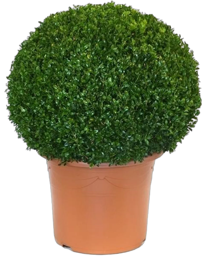 Самшит вечнозеленый (Буксус) - Buxus D40 H85