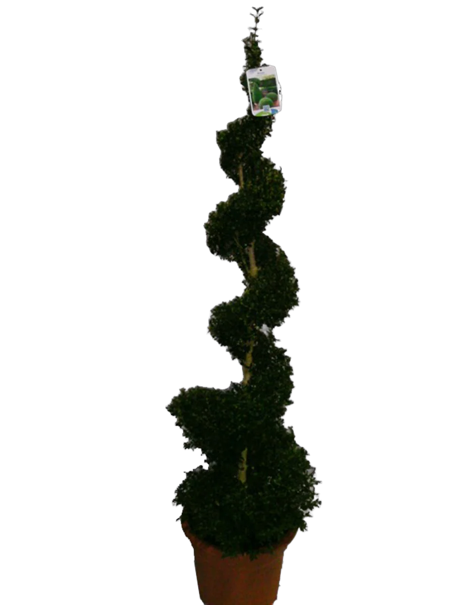 Самшит вечнозеленый (Буксус) - Buxus D35 H160