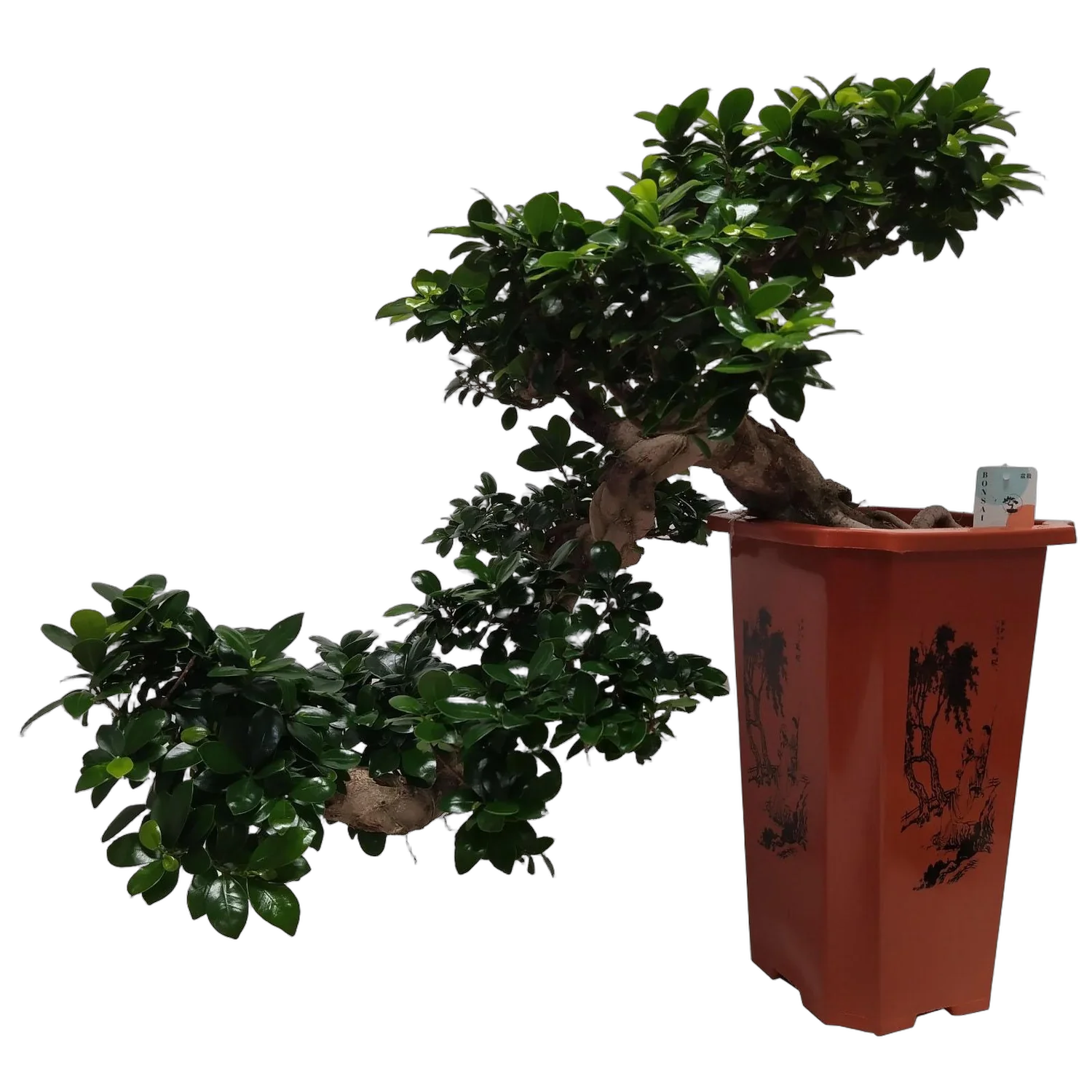 Бонсай Фикус Микрокарпа водопад - Bonsai Ficus microcarpa D30 H70