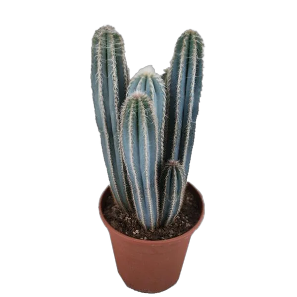Пилоцереус Лазурный - Pilosocereus azureus D21 H90