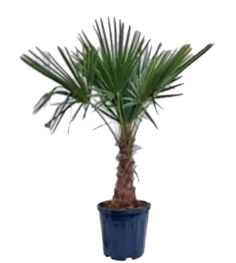 Трахикарпус Фортунели - Trachycarpus Fortunei D35 H140