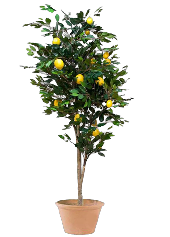 Лимонное дерево - Citrus limon D46 H170