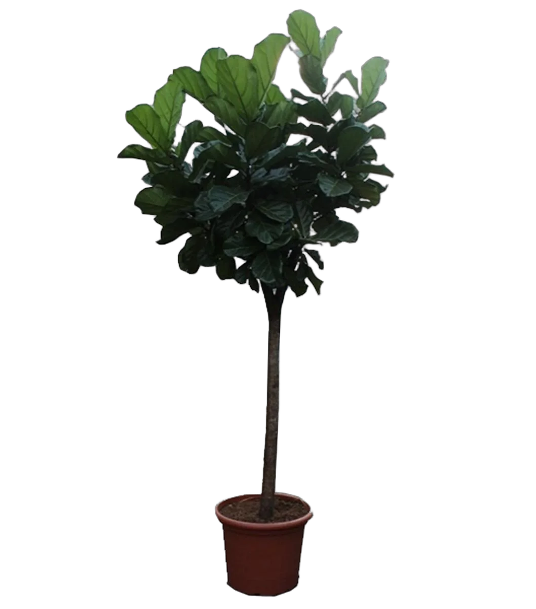 Фикус Лирата штамб - Ficus Lyrata On Stem D60 H300