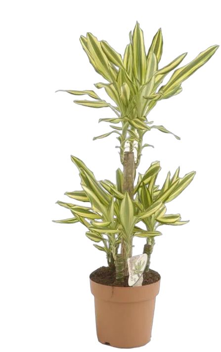 Драцена фрагранс Еллоу Кост - Dracaena fragrans Yellow Coast D21 H100