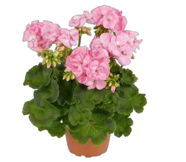 Герань (пеларгония) розовая - Pelargonium D9 H15