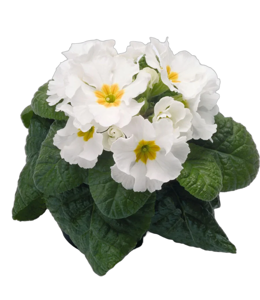 Примула обконика белая - Primula  D9 H15