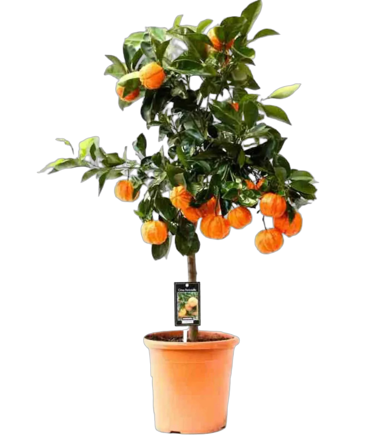 Каналикулата