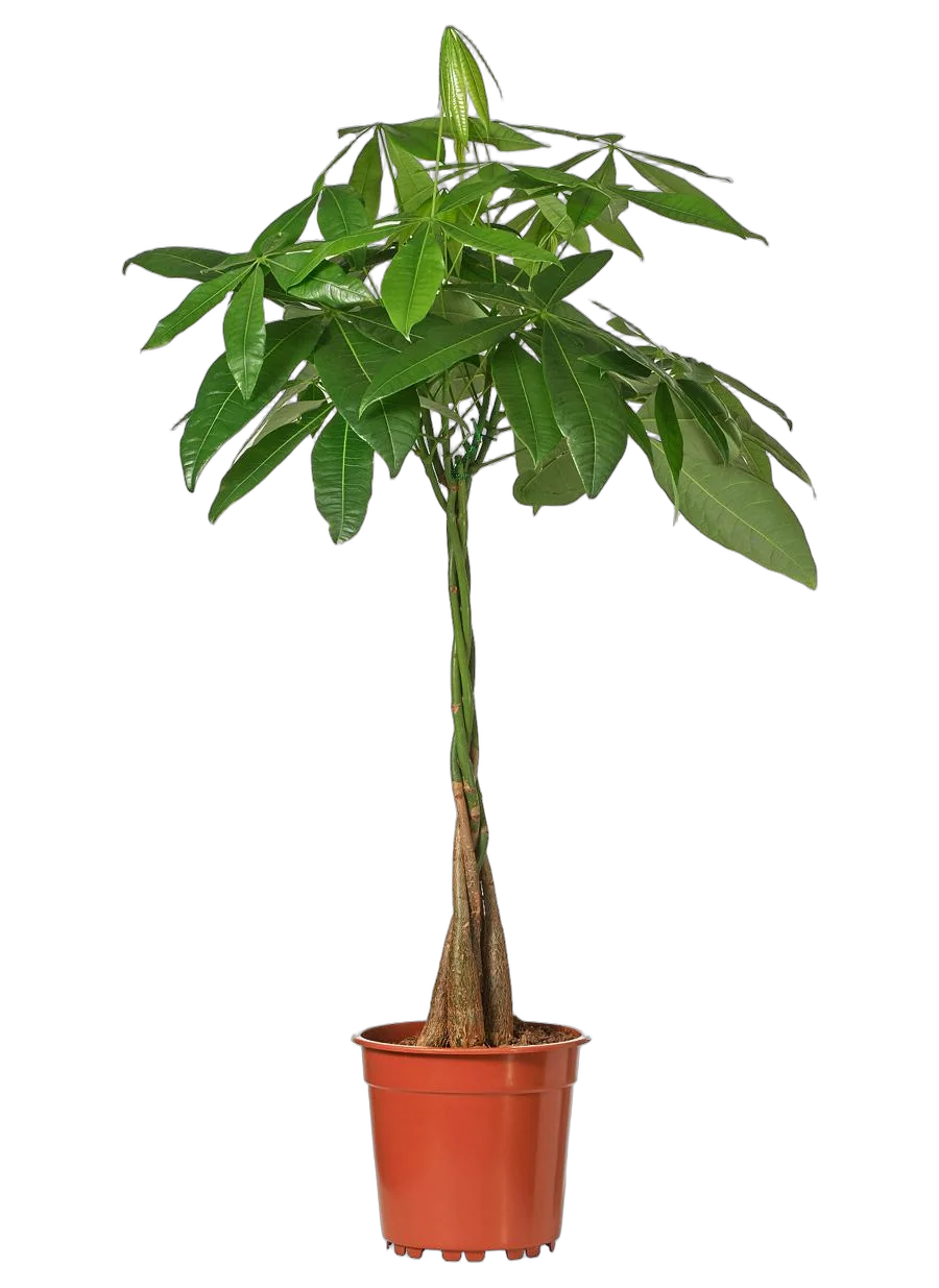 Пахира Акватика - Pachira D27 H150