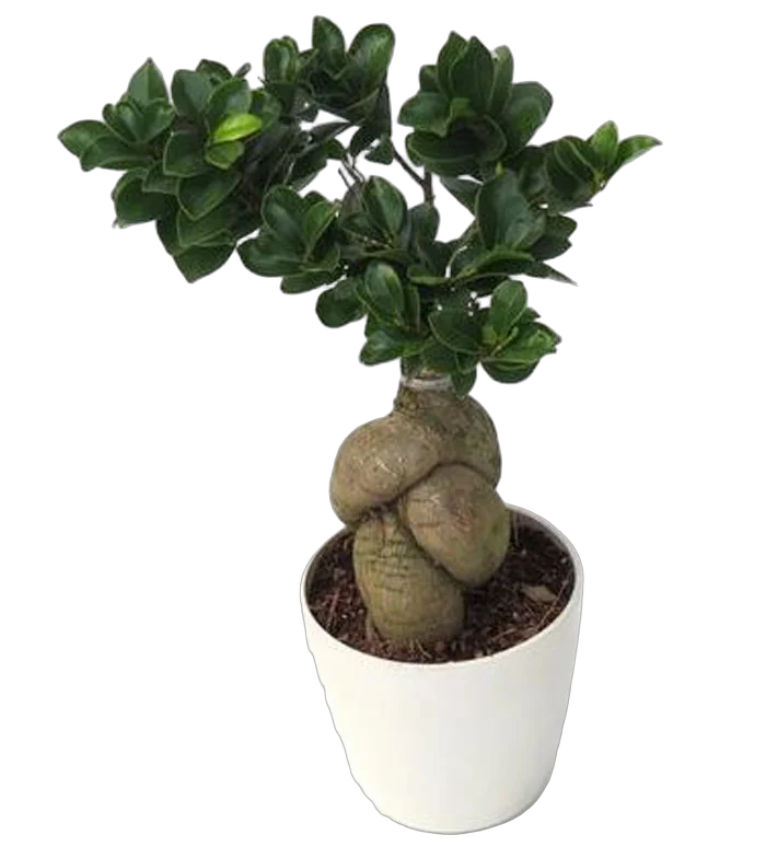 Бонсай Фикус Микрокарпа в белом керамическом кашпо - Bonsai Ficus Ginseng D12 H30