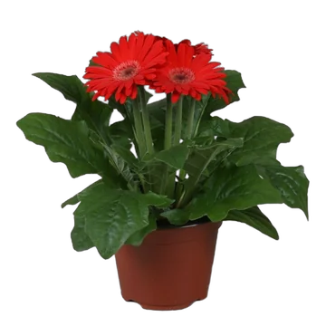Гербера красная - Gerbera D12 H25