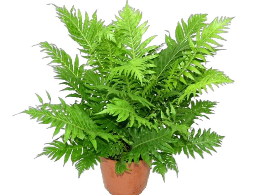 Блехнум - Blechnum D14 H30