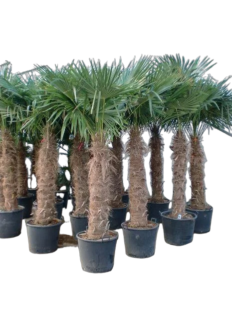 Пальма Трахикарпус - Trachycarpus D58 H250