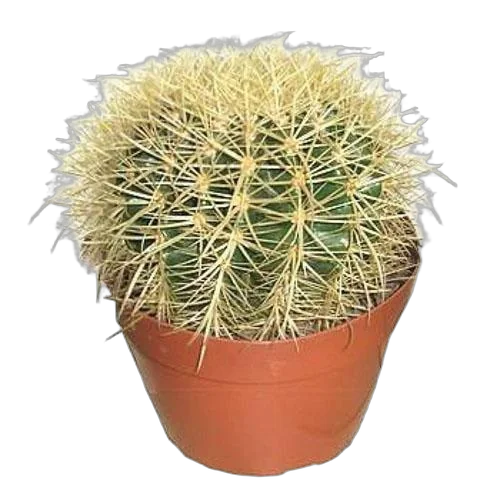 Эхинокактус Грузони - Echinocactus grusonii D12 H15