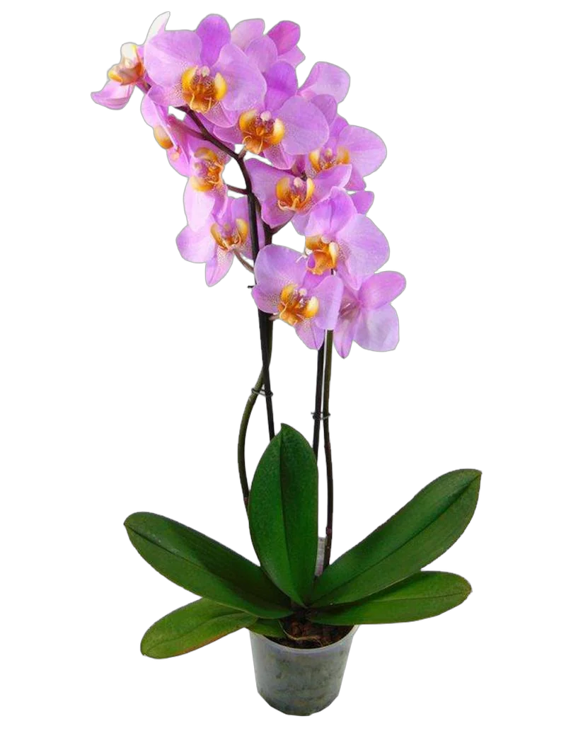 Фаленопсис Beaumont Anthura 2 цветоноса - Phalaenopsis D12 H50
