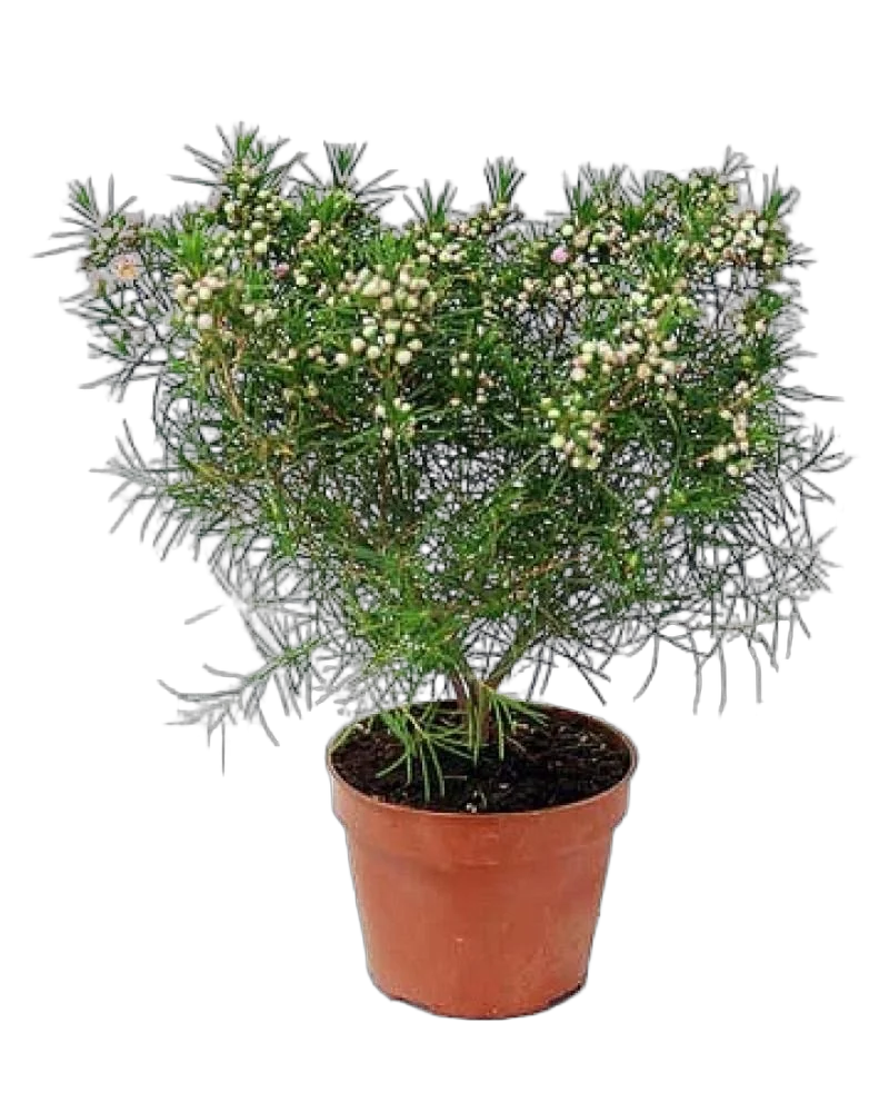 Хамелациум - Chamelaucium D12 H20