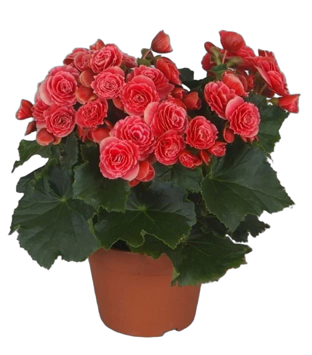 Бегония Бориас темно-красная - Begonia Elatior Doub Borias Dark D17 H35