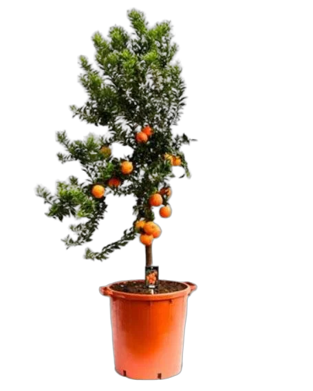 Мандариновое дерево 170 см