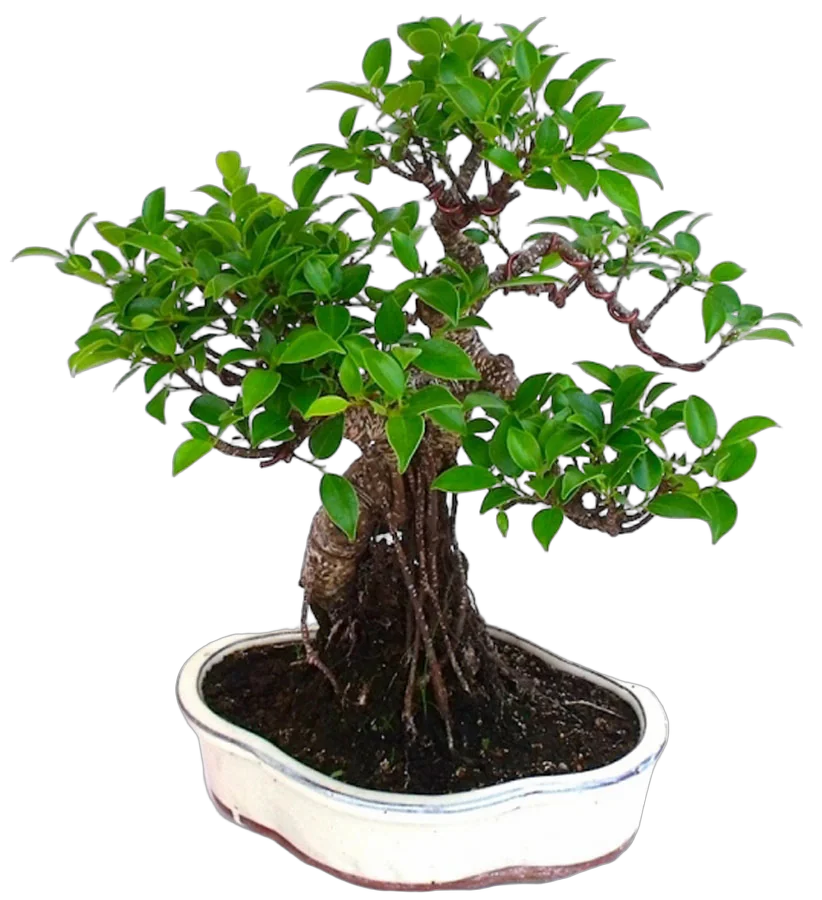 Бонсай Фикус Ретуза - Bonsai Ficus retusa D30 H50