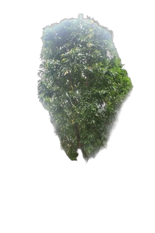 Фикус Биннедика Али - Ficus binnendijkii Alii  D96 H650