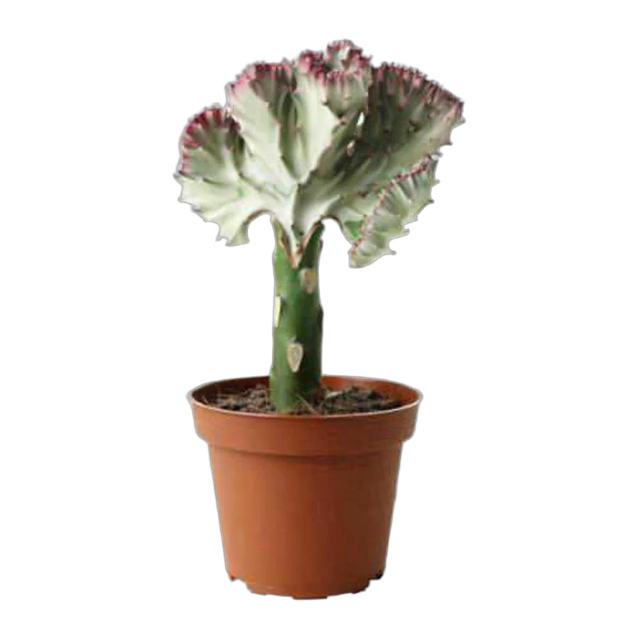 Эуфорбия лактея кристата - Euphorbia lactea forma cristata D9 H20