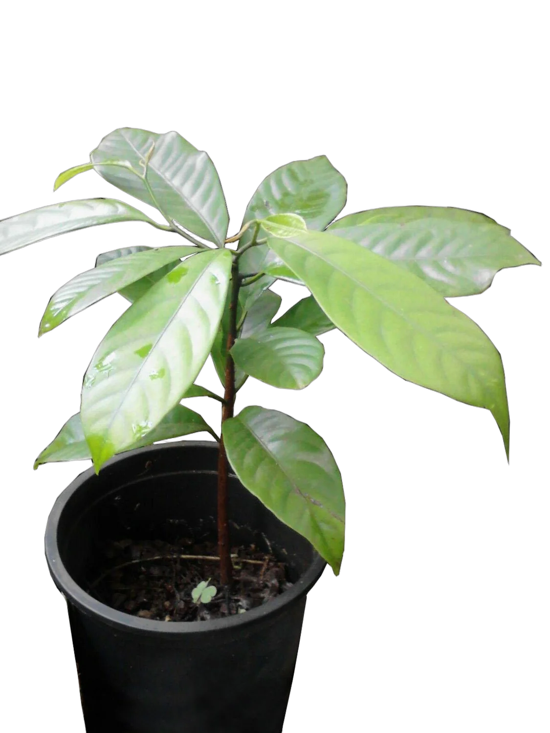 Мускатный орех -  Myristica fragrans D16 H50