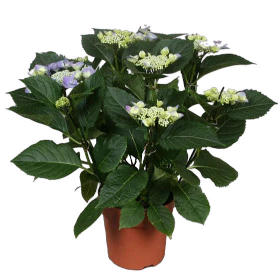 Гидрангия (Гортензия) голубая - Hydrangea Nizza D18 H45