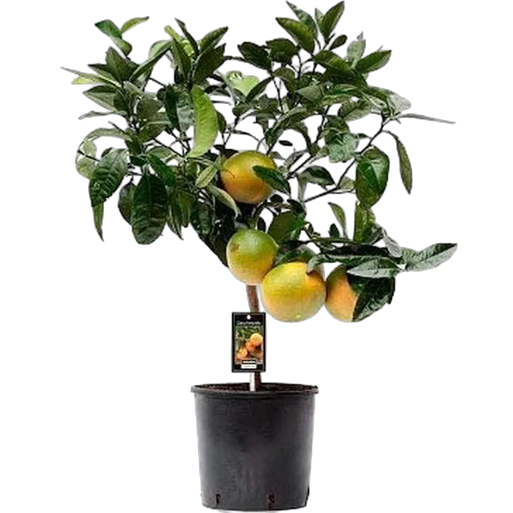 Лиметта ди Рангпур - Limetta Di Rangpur D21 H70