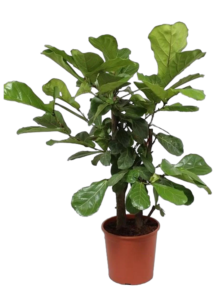 Фикус Лировидный (Лирата) - Ficus lyrata D30 H110