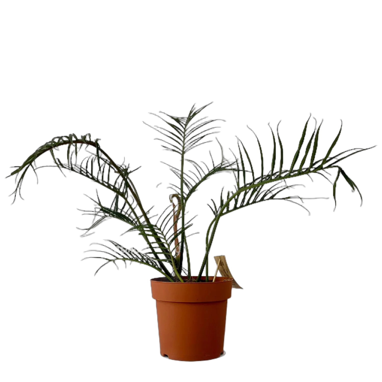 Филодендрон Тортум - Philodendron Tortum D12 H30