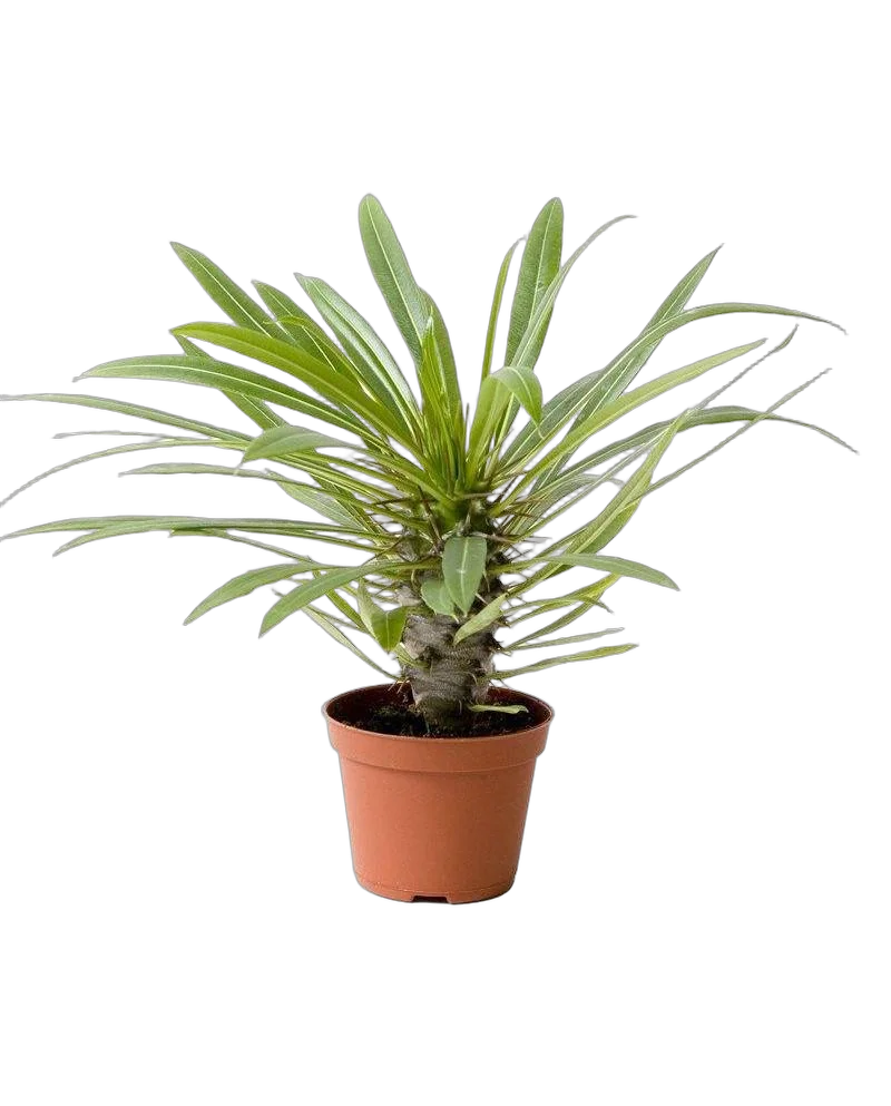 Пахиподиум Ламера или Мадагаскарская пальма - Pachypodium lamerei Drake D12 H20